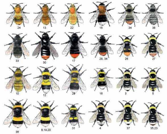 Pollinatörer bin I världen: bin (20-25 000 kända arter) humlor (över 250 arter) är också bin!