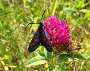 Bruksgräsmatta Slåtteryta Bruksgräsmatta Slåtteryta Bruksgräsmatta Slåtteryta Pollinatörer artrikedom 25 20