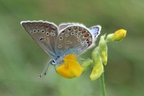 Medel antal individer per inventeringsruta Pollinatörer antal individer (abundans) 4 3,5