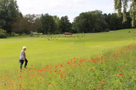 kyrkogård: 9 rödlistade fjärilar