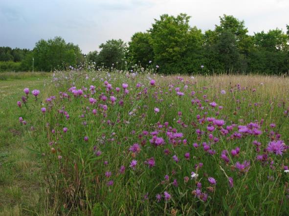 LAWNprojektet och Pratensis Manual