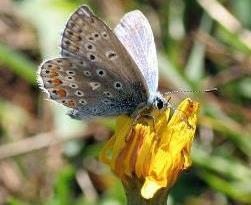 Insekter