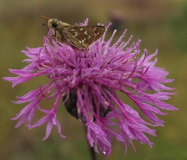 Gaddsteklar på Ängsö, Ridön och Aggarön Sida 14 av 37 Silversmygare Hesperia comma NT Påträffades vid Lugnet.