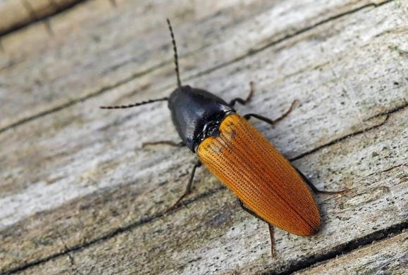 Gaddsteklar på Ängsö, Ridön och Aggarön Sida 15 av 37 Figur 15. Orange rödrock påträffades vid Roligheten. Foto: Tados. Matt blombagge Ischnomera cinerascens NT Påträffades vid Roligheten.