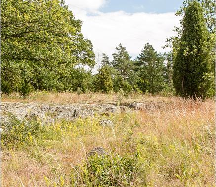Gaddsteklar på Ängsö, Ridön och Aggarön Sida 25 av 37 palsternacka, liljekonvalj, stor blåklocka och klasefibbla. I öster finns hassel och slån tillsammans med ekar och stora aspar.