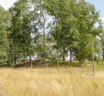 Längs vägen och på andra sidan vägen fanns gott om blomrika marker där vildbin och fjärilar födosökte. Inom ytan fanns inga specialiserade arter av gaddsteklar. Stenhumla var den dominerande arten.