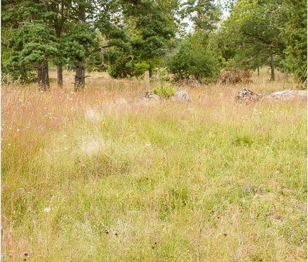 De värdefulla brynen på lokalen är viktiga för flera solitära getingar: blank murargeting och ekvedgeting. Lilla Näs norra (6270-13) Lokalen är en trädklädd beteshage som inte betades under sommaren.