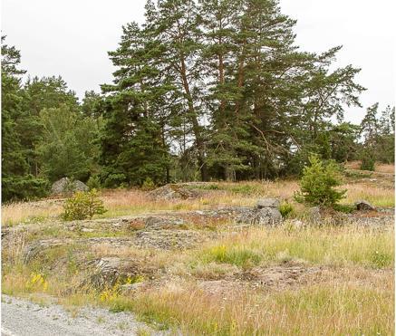 Lilla Näs norra representerar värdefull trädklädd betesmark som ofta är utmärkande för Ängsö, Ridön och Aggarö.
