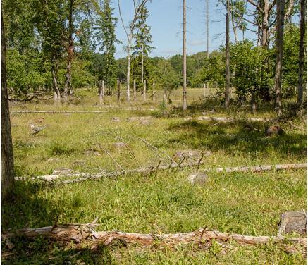 Här växer småborre, stor och liten blåklocka, brudbröd, gott om harklöver, bockrot, gulvial och gulmåra. De vanligaste arterna var åkerhumla och stenhumla.