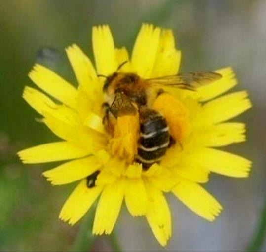 Gaddsteklar på Ängsö, Ridön och Aggarön Sida 4 av 37 Inledning Inom Life+ projektet MIA har flera ängsoch betesmarker restaurerats med avseende på Natura 2000 habitaten 6270 kalkgräsmarker, 6510