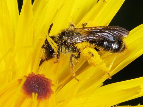 Alla arter är markbyggare. Alla arter samlar pollen och är ofta specialiserade till särskilda kärlväxter.