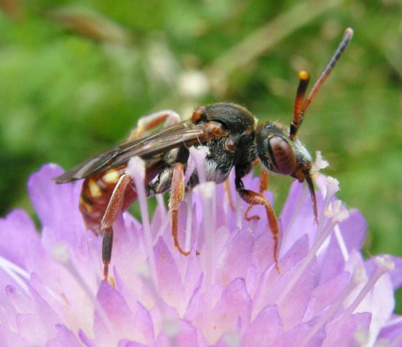 Gaddsteklar på Ängsö, Ridön och Aggarön Sida 7 av 37 Långtungebin (Apidae) Långtungebin innehåller stora och håriga vildbiarter som pälsbin Anthophora, långhornsbin Eucera och humlor Bombus.