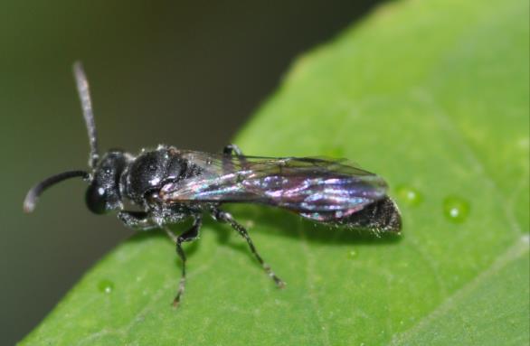 Långtungebin består av både sociala (humlor och honungsbiet) och solitärlevande arter. De pollensamlande långtungebina lever i håligheter i ved, växtstänglar, murar eller liknande.