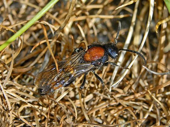Gaddsteklar på Ängsö, Ridön och Aggarön Sida 9 av 37 Sammetssteklar (Mutillidae) Sammetssteklarna ser ut som stora mycket håriga myror men saknar de krokade antennerna och har inte heller myrornas