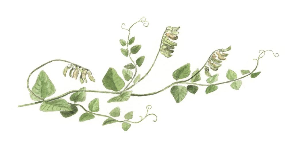Artfakta Beskrivning av arten Ärtvickern hör till familjen ärtväxter och är den största vickerarten i Sverige med sin 1-2 meter höga stjälk. Den är flerårig och blommar under första hälften av juli.
