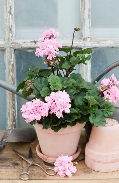 Växten ska vara 5-8 in (13-20 cm) hög, blomställningarna oräknade.