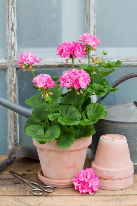 blekt rosa blommor med djuprosa mitt och