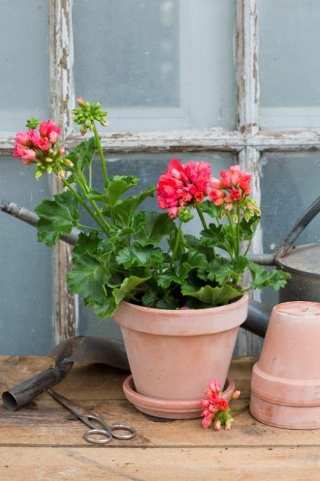 Med tulpanblommande pelargoner menas zonalpelargoner vars blommor inte öppnar sig helt, så blommorna ser ut som små tulpaner. En blomställning ser ut som en tulpanbukett i miniatyr.