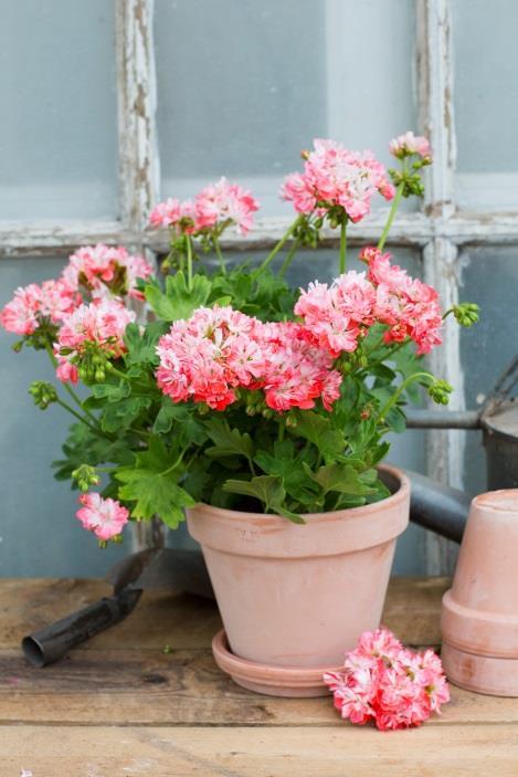 Dubbla milt rosa blommor med smala kronblad, fläckade i mörkare rosa.