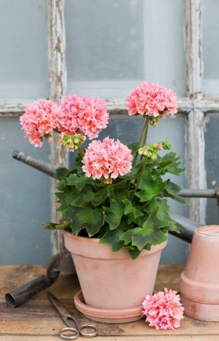 Dubbla vita blommor med lilarosa prickar, streck