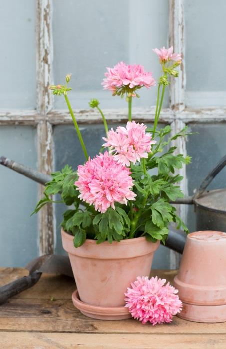 Fingerpelargoner Denna grupp är ett bra exempel på den namnförvirring som råder bland odlade pelargoner. Gruppen härstammar från en enda planta, hittad på en bakgård till ett hotell i Mexiko.