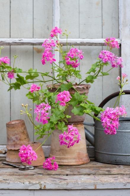 Gröna blad med gräddvita kanter som kan färgas rosa av väder och vind eller vid torka. Laced Sugar Baby (Bielby, England, före 1990) Miniatyrpelargon. Dubbla blekt rosa blommor.