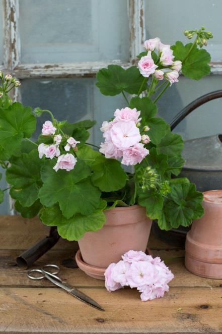 VooDoos bladverk är något mindre än de övriga Hartsookhybridernas. Millfield Rose Mycket dubbla blekt rosa rosenknoppsformade blommor. Hänghybrid. PELARGONÄLLSKAPETS FAVORITPELARGON 2015!