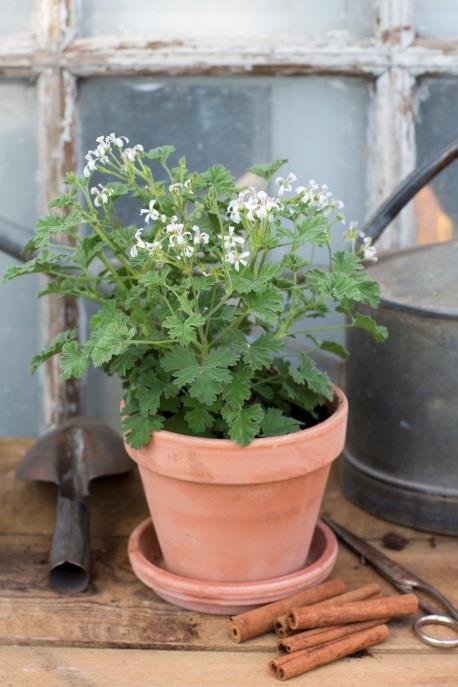 Doftpelargoner Doftpelargonernas storhetstid var i