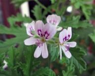 Det finns också pelargoner med doftande blommor, till