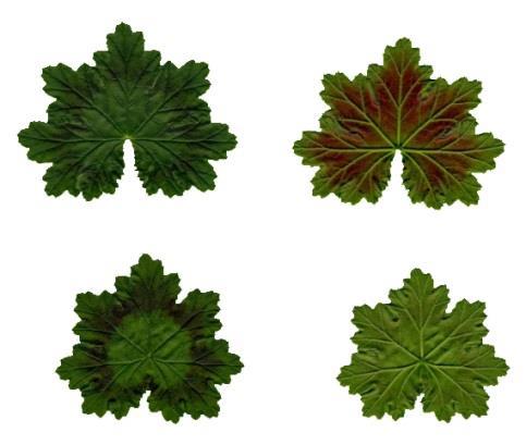 Blomfärgen är orange, med vit mitt och röda streck på de övre kronbladen. Zonartic blad De typiska karaktärerna på Zonarticbladen ser ut som ovan.