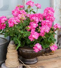 GRÖNT KULTURARV - INSAMLADE VÄXTER MED EN DOKUMENTERAD HISTORIA Karna Drottningminne Zonalpelargonen Karna" går att spåra tillbaka till södra Skåne i början av 1900-talet.