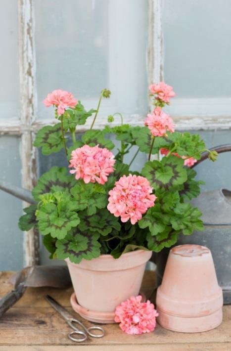Skånes Landskapspelargon utsedd av Pelargonsällskapet.
