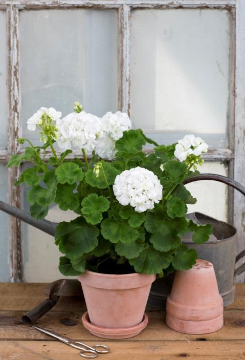 Zonalpelargoner Bröllopspelargon Dubbla rosaröda blommor, ursprungsnamn okänt.