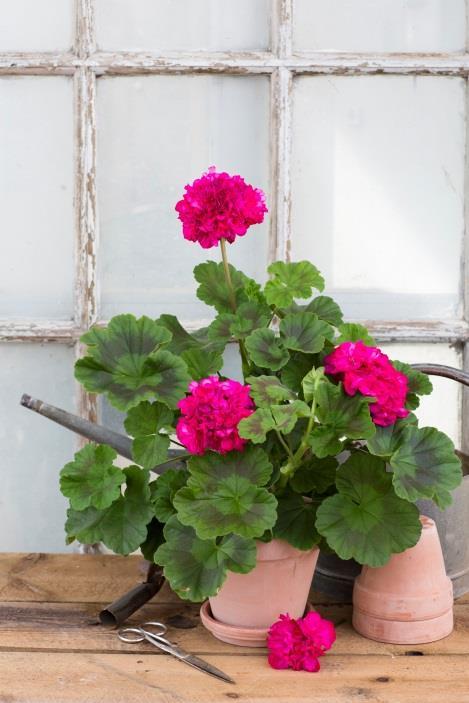 Kallas också 'Nanny'. Catalina (Kabbarps Trädgård) Dubbla rödrosa blommor.