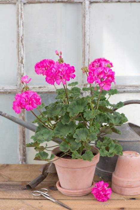 Zonalpelargoner Ken Lea (Simmons, England, 2000) Halvdubbla svagt rosa