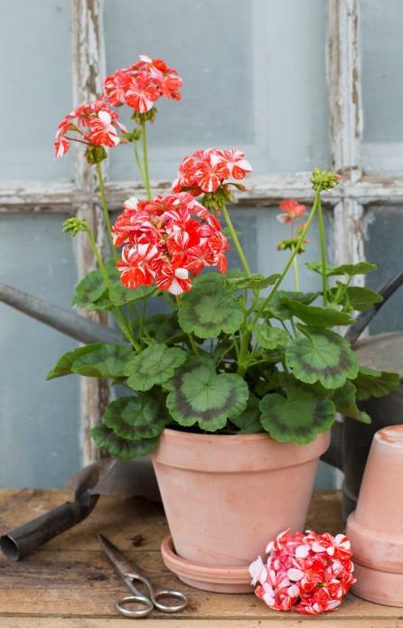 Mums Mums (Emma Larsen) Stora dubbla vita blommor.