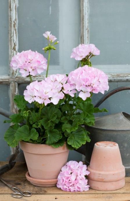 Tornedalen Dubbla vita blommor som skiftar i rosa i solsken.