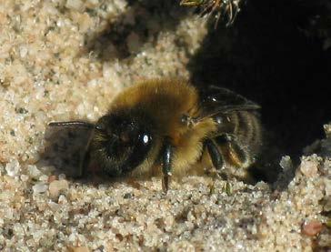 Figur 2. Vårsidenbi samlar pollen i sälg och ses därför i april. Den gräver, likt många andra arter av vildbin, ut bon i sandig mark.