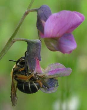Honorna av båda arterna samlar pollen i ärtväxter och ses ofta i gökärt. Flygtiden för långhornsbi är maj-juli och för vialsandbi maj-juni.