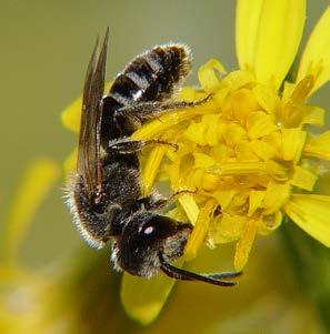 Långhornsbi är ett kraftigt byggt bi med en längd på cirka 15 mm, randig bakkropp och rödbrun behåring på mellankroppen. Hanen känns lätt igen på de långa antennerna.