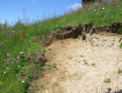 Grävning Kreatur som går och betar skapar bar jord och sandblottor som blir viktiga boplatser för bin. Grävlingar och andra djur som gräver bon i sandiga sluttningar ger också värdefulla miljöer.