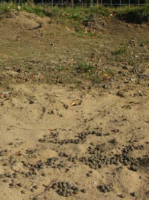 Fåren har stått mycket i den sandiga gropen i norra delen av område 29.