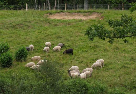 Uppslaget efter röjningen var stort och fåren hade inte betat särskilt mycket av uppslaget. Under 2011 användes fler vuxna får istället i samma fålla med syfte att hålla efter uppslag av sly.