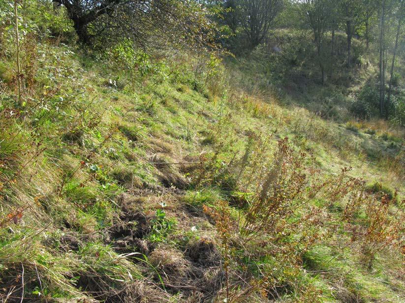 Slitaget från hästarna gjorde att bara jordblottor uppstod längs en åkerväg i sluttningen (fig. 91 och 92). Här fanns en stor mängd bon av vildbin.