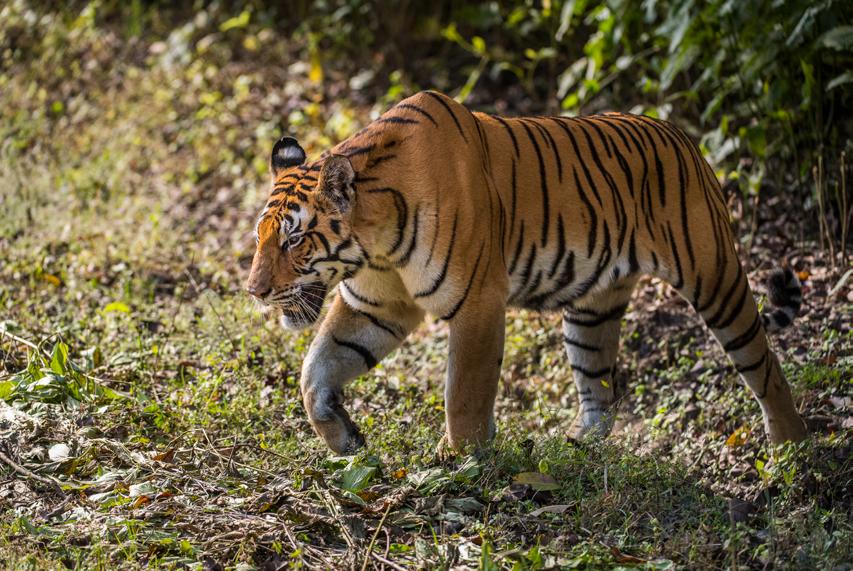 Flera av tigerländerna har inte gjort vetenskapliga inventeringar, men en beräkning som gjordes av WWF 2016 landade på knappt 4 000 tigrar, vilket visar att en lång negativ trend med allt färre