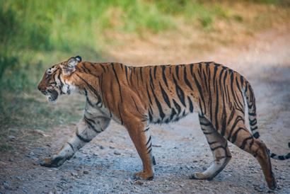 FIGUR 4. Foto av två tigrar där man tydligt kan se skillnader i tigrarnas ränder. Foto från Corbet (till vänster) och Kanha (till höger) nationalpark i Indien.