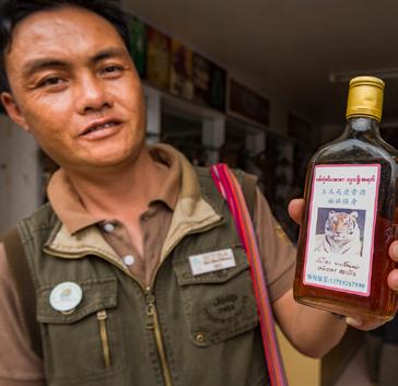 FIGUR 7. Foto av tigerbrännvin till försäljning i staden Mong la i nordöstra Burma. som ingrediens i tigerbrännvin, som får ligga nersänkt i risbrännvin under lång tid.