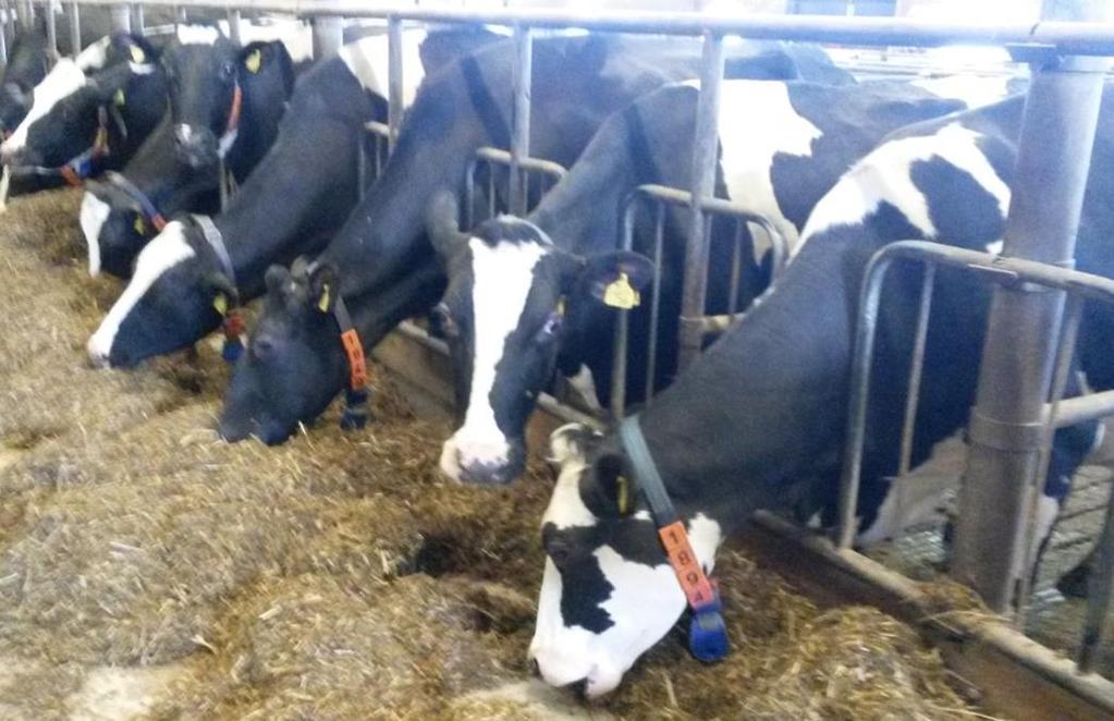 Slutsatser Ett minskat RUP-behov i kraftfodret när proteinkvaliteten i ensilaget förbättras kan leda till en billigare foderstat och möjliggöra en mer