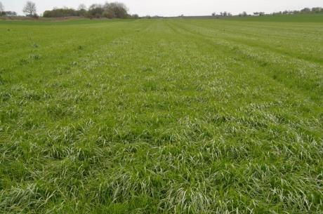 Slutsats Timotejensilage ger högre mjölkavkastning i kg ECM