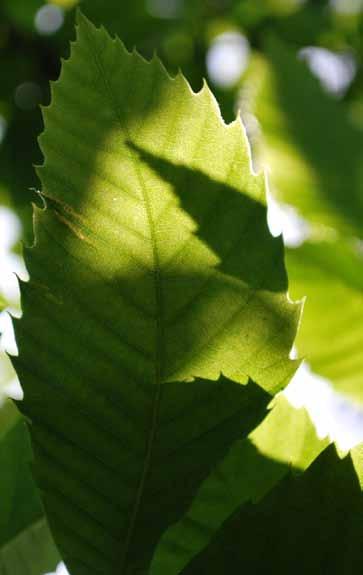 Fokusområde: Det gröna guldet Bevara och utveckla den unika variationen av naturtyper, mångfaldet, som finns inom vår kommuns gränser.